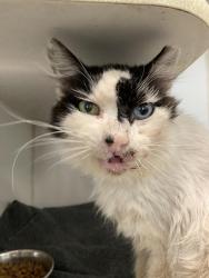 Shelter Stray Male Cat last seen Near BLK W CANTON ST LONG BEACH CA 90813, 7700 E Spring St, Long Beach, CA 90815, USA