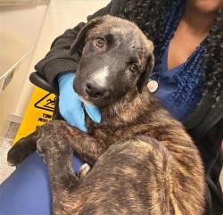 Shelter Stray Male Dog last seen KAMMERER RD / PROMENADE PKWY, 9150 Union Park Way, Elk Grove, CA 95624, USA