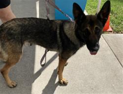 Shelter Stray Female Dog last seen Near BLOCK E HELLMAN ST, LONG BEACH CA, 7700 E Spring St, Long Beach, CA 90815, USA