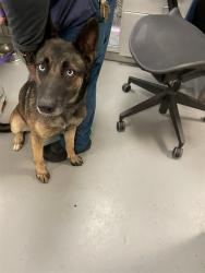 Shelter Stray Female Dog last seen Near BLOCK CALLE DE LEON, SUN CITY, CA, 581 S Grand Ave, San Jacinto, CA 92582, USA