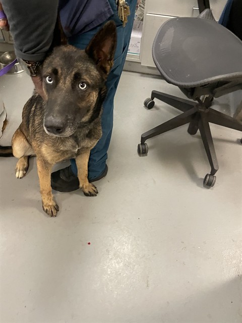 Shelter Stray Female Dog last seen Near BLOCK CALLE DE LEON, SUN CITY, CA, 581 S Grand Ave, San Jacinto, CA 92582, USA