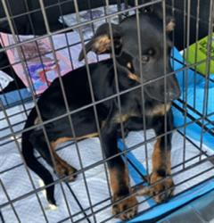 Shelter Stray Male Dog last seen Near BLOCK E HELLMAN ST, LONG BEACH CA, 7700 E Spring St, Long Beach, CA 90815, USA