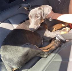 Shelter Stray Male Dog last seen Near BLOCK E HELLMAN ST, LONG BEACH CA, 7700 E Spring St, Long Beach, CA 90815, USA