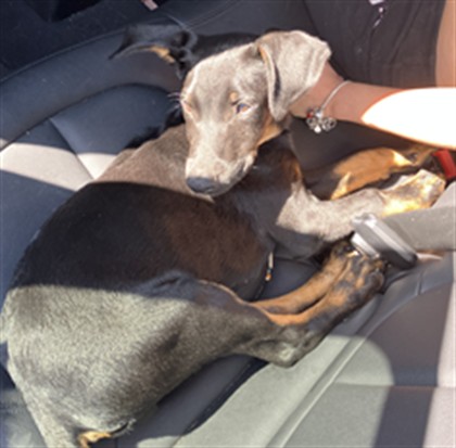 Shelter Stray Male Dog last seen Near BLOCK E HELLMAN ST, LONG BEACH CA, 7700 E Spring St, Long Beach, CA 90815, USA