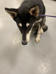 Shelter Stray Female Dog last seen Near BLOCK CALLE DE LEON, SUN CITY, CA, 581 S Grand Ave, San Jacinto, CA 92582, USA
