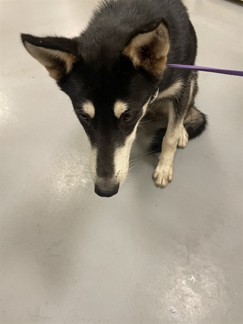 Shelter Stray Female Dog last seen Near BLOCK CALLE DE LEON, SUN CITY, CA, 581 S Grand Ave, San Jacinto, CA 92582, USA