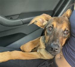 Shelter Stray Male Dog last seen Near BLOCK E HELLMAN ST, LONG BEACH CA, 7700 E Spring St, Long Beach, CA 90815, USA