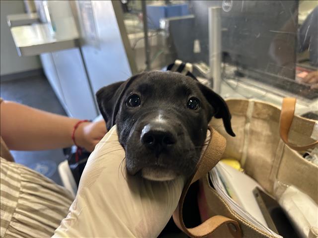 Shelter Stray Unknown Dog last seen , 1850 W 60th St, Los Angeles, CA 90047, USA