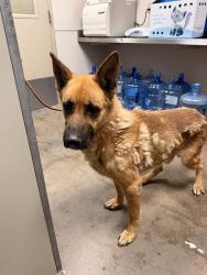 Shelter Stray Male Dog last seen ART KWKY/FRANKLIN BLVD, 95823, 3839 Bradshaw Rd, Sacramento, CA 95827, USA