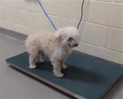 Shelter Stray Male Dog last seen Near BLOCK DAKIN ST DENVER CO 80221, 1241 W Bayaud Ave, Denver, CO 80223, USA