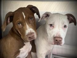 Shelter Stray Male Dog last seen , 3201 Lacy St, Los Angeles, CA 90031, USA