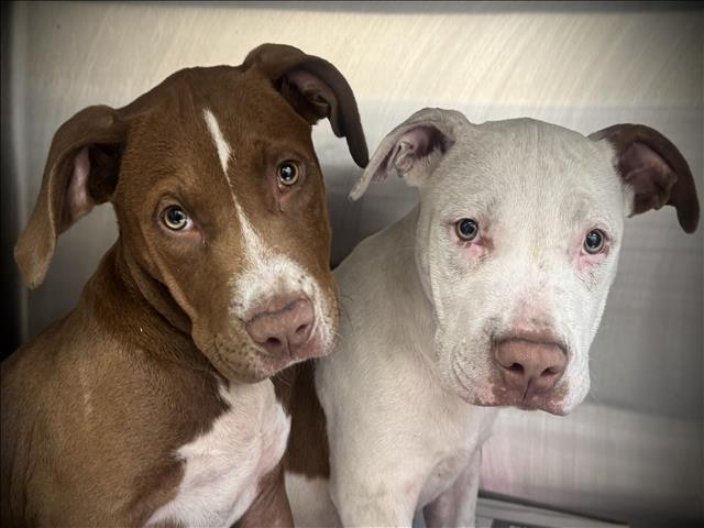 Shelter Stray Female Dog last seen , 3201 Lacy St, Los Angeles, CA 90031, USA