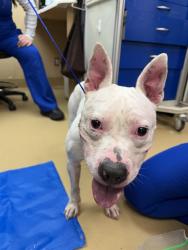 Shelter Stray Female Dog last seen E 8TH ST/ A AVE, 130 Beyer Way, Chula Vista, CA 91911, USA