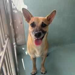 Shelter Stray Female Dog last seen BARRANCA PKWY/VALLEY OAK DR, 92618, 6443 Oak Canyon, Irvine, CA 92618, USA
