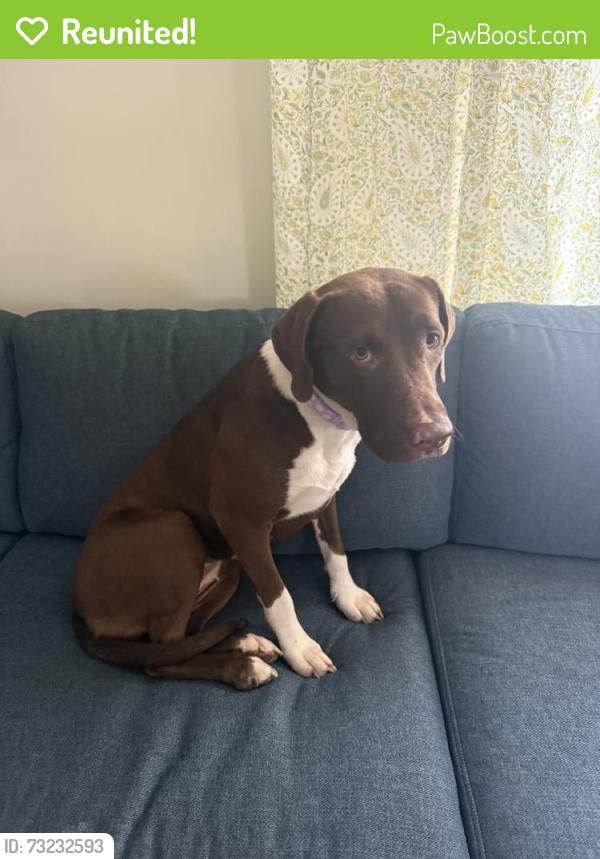 Reunited Female Dog last seen Zion Rd, Egg Harbor twp, NJ, USA, Egg Harbor Township, NJ 08234