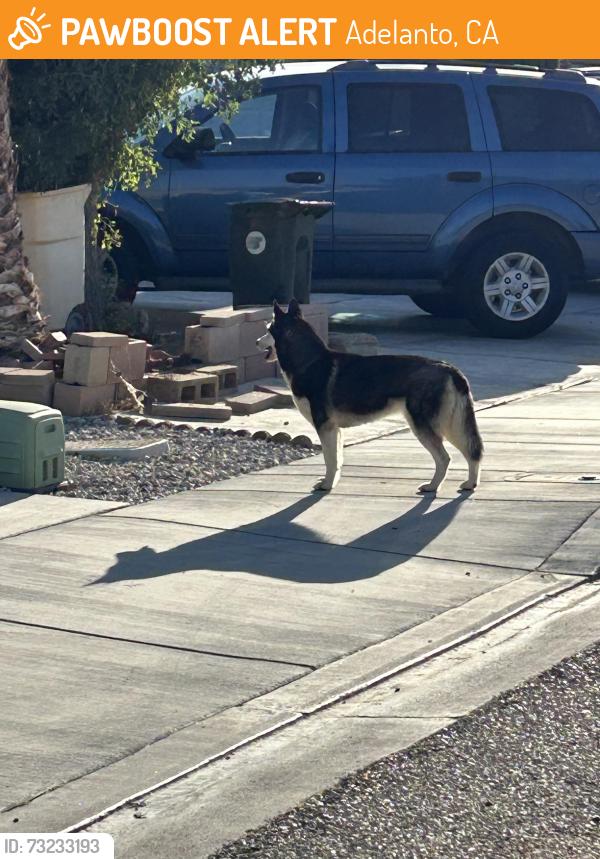 Surrendered Female Dog last seen Mojave and Verbena Adelanto, Adelanto, CA 92301