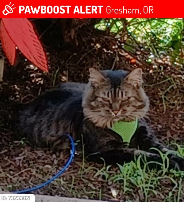 Lost Female Cat last seen 11th Street, Between Safeway and SW Eastside Timbers Sports Complex, Gresham, OR 97236