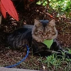 Lost Female Cat last seen 11th Street, Between Safeway and SW Eastside Timbers Sports Complex, Gresham, OR 97236