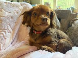 Lost Female Dog last seen Across the street, Patrick Springs, VA 24133