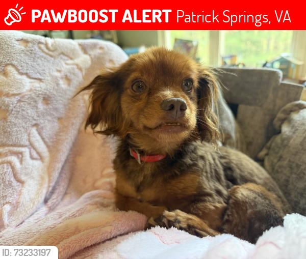 Lost Female Dog last seen Across the street, Patrick Springs, VA 24133