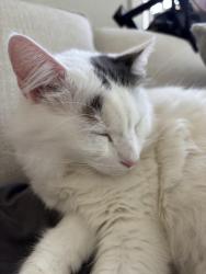 Lost Male Cat last seen Webb Ginn hse road, Snellville, GA 30078