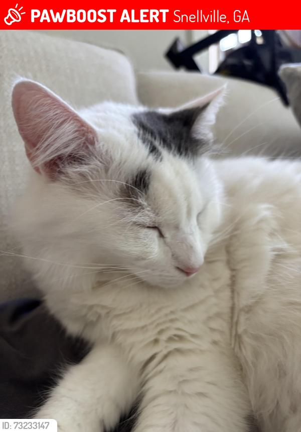 Lost Male Cat last seen Webb Ginn hse road, Snellville, GA 30078