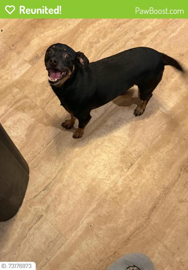 Reunited Female Dog last seen Richie and Allen Genoa, Houston, TX 77017