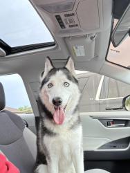 Reunited Female Dog last seen 172nd ter, Richmond West, FL 33177