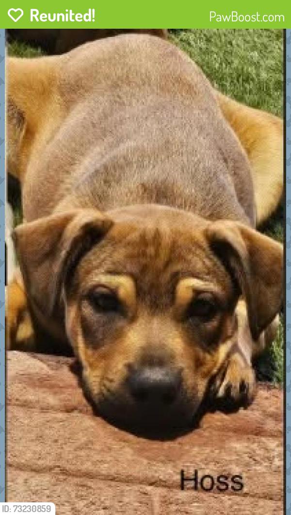 Reunited Male Dog last seen Hwy 66 and I30, Caddo Mills, TX 75135