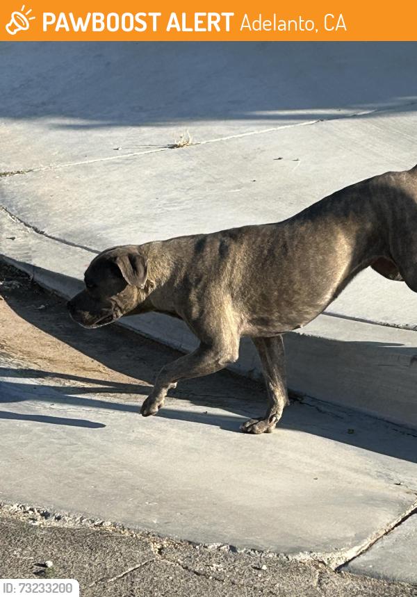 Surrendered Female Dog last seen Mojave and verbena Adelanto, Adelanto, CA 92301