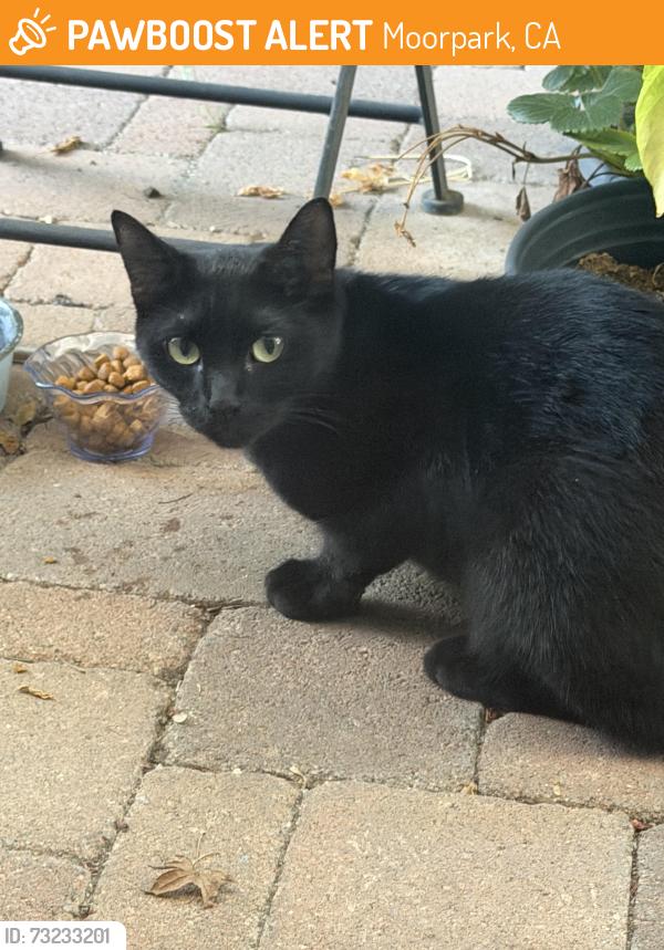 Found/Stray Unknown Cat last seen Mountain Meadow and Catania, Moorpark, CA 93021