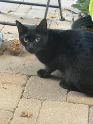 Found/Stray Unknown Cat last seen Mountain Meadow and Catania, Moorpark, CA 93021