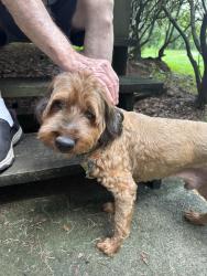 Reunited Male Dog last seen Powder Springs Dallas Road and Florence Roas, Powder Springs, GA 30127
