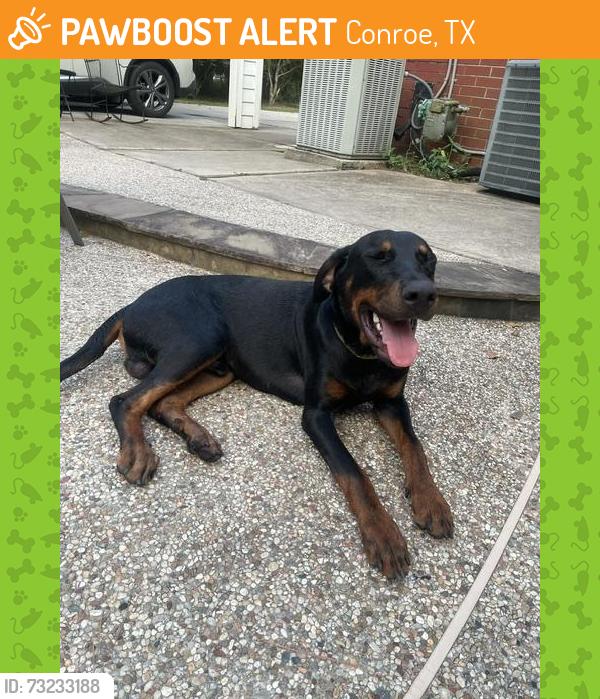 Found/Stray Male Dog last seen Near Tamina Trl, Conroe, TX 77384, Conroe, TX 77384