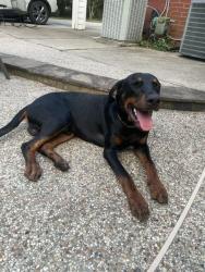 Found/Stray Male Dog last seen Near Tamina Trl, Conroe, TX 77384, Conroe, TX 77384