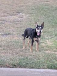 Reunited Male Dog last seen Windy Hill Ln, Fort Worth, TX 76108