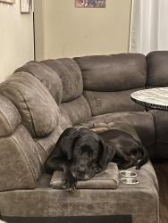 Reunited Male Dog last seen Juneberry Dr., Denton, TX 76207