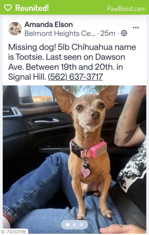 Reunited Female Dog last seen 19th and Dawson Ave, Signal Hill, CA 90755