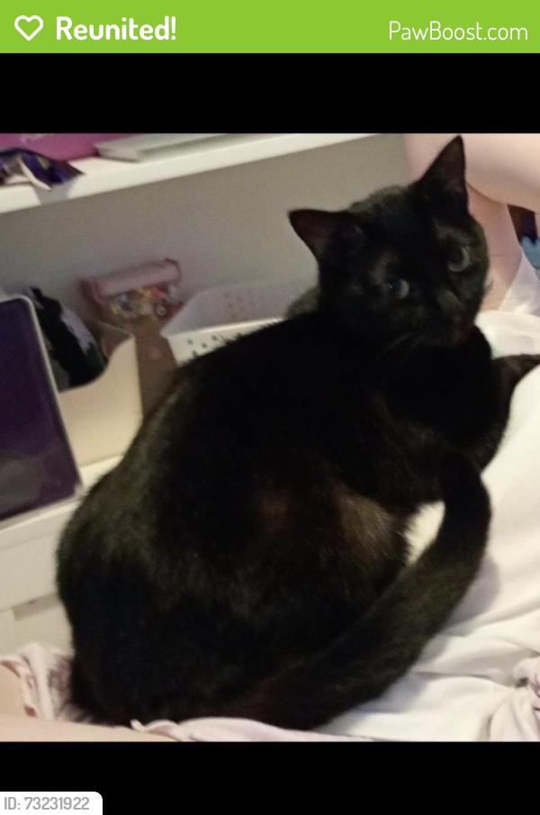 Reunited Female Cat last seen Cleveley Close/ Langley Close marion park, Greater London, England 