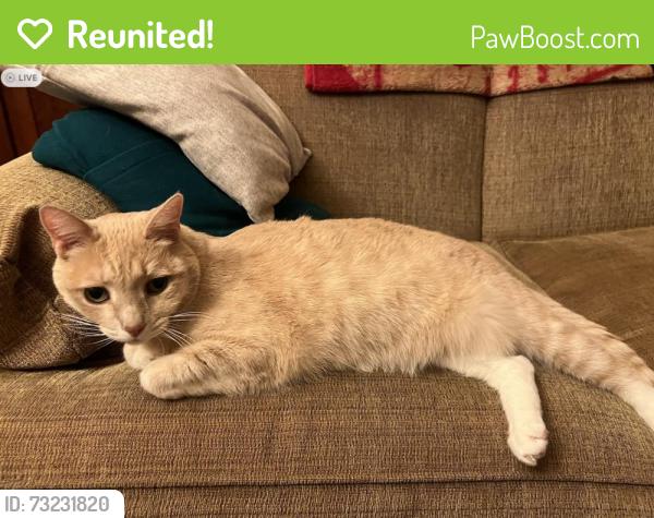 Reunited Male Cat last seen Chatsworth Lane and Yarborough, Redwood City, CA 94061