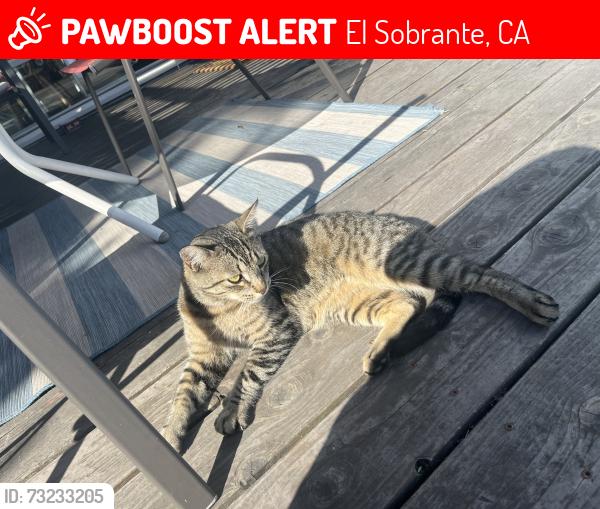 Lost Male Cat last seen Valley Lane and Elmwood Road, El Sobrante, CA 94803