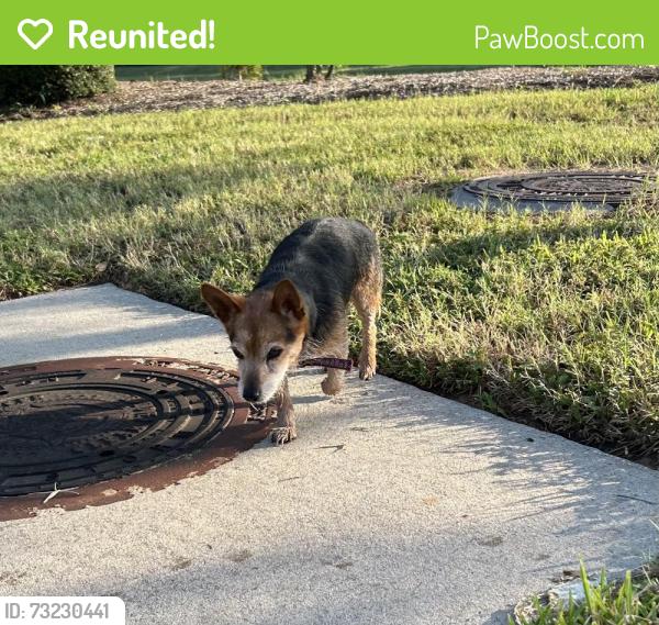 Reunited Male Dog last seen Wolf Ridge & Vintage Preserve Parkway, Houston, TX 77070