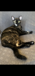 Lost Female Cat last seen Near target in LaVerne towne center dr and foothill, La Verne, CA 91750