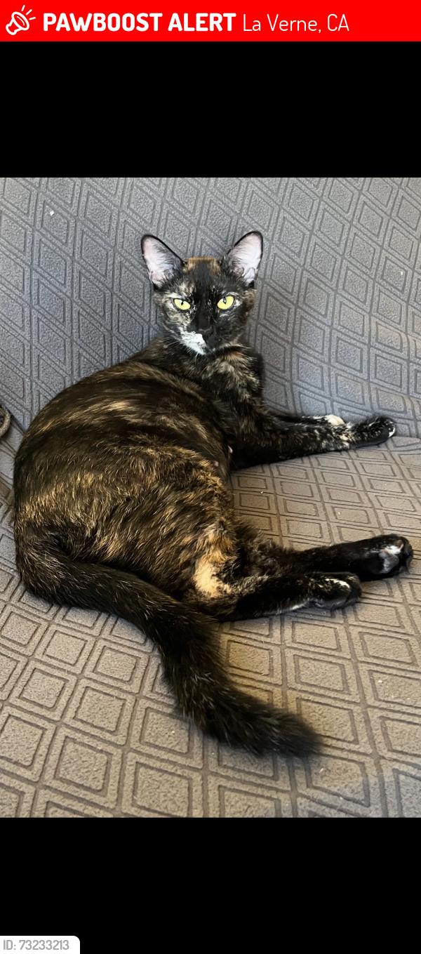Lost Female Cat last seen Near target in LaVerne towne center dr and foothill, La Verne, CA 91750