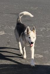 Lost Male Dog last seen Chanslor st and 11th st, Richmond, CA 94801