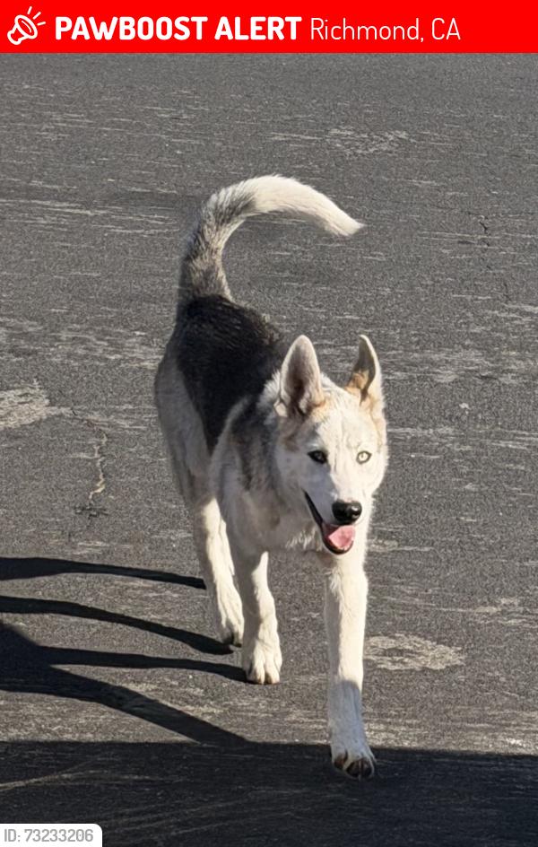 Lost Male Dog last seen Chanslor st and 11th st, Richmond, CA 94801