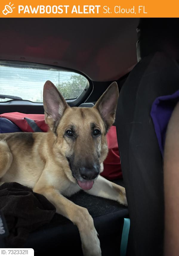 Found/Stray Unknown Dog last seen Canopy walk neighborhood, St. Cloud, FL 34771