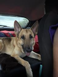 Found/Stray Unknown Dog last seen Canopy walk neighborhood, St. Cloud, FL 34771