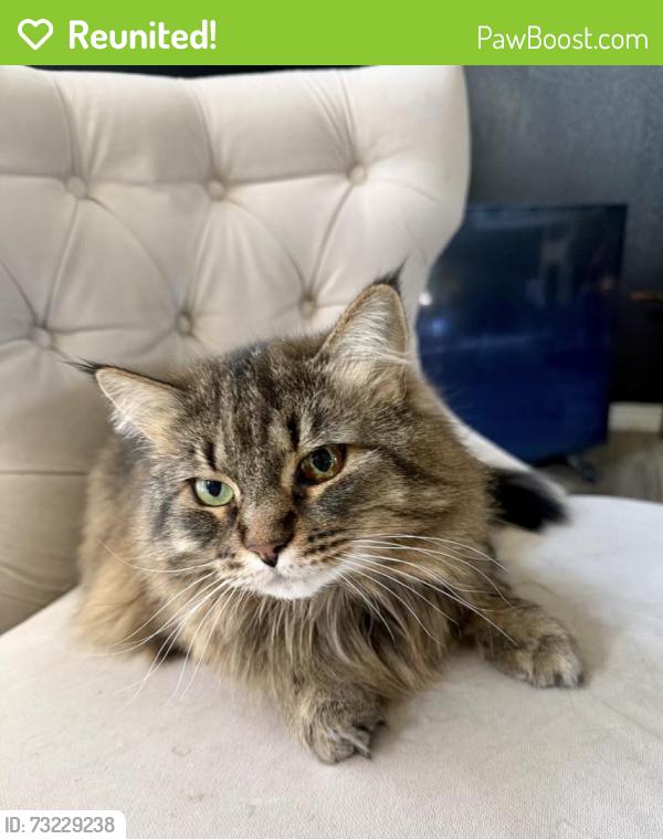 Reunited Female Cat last seen N Fox Point Dr, Spokane, WA 99208, USA, Spokane, WA 99208