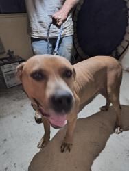 Found/Stray Male Dog last seen Delpaso heights Blvd and Marysville blvd, Sacramento, CA 95815